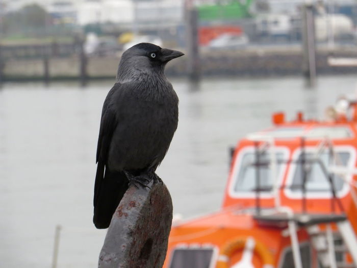 Close-up of bird perching on boat