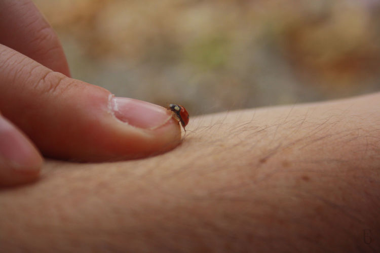 Cropped hand with ladybug