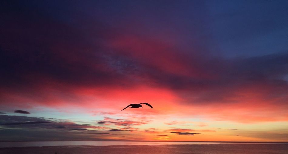 Silhouette seagull flying over sea during sunset