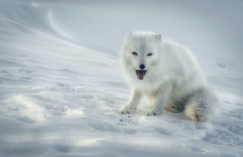 Arctic fox on snowfield