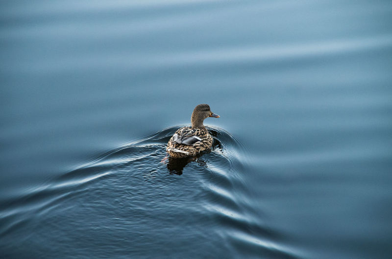 High angle view of duck gliding across water, creating a stunning ripple effect.