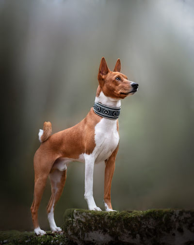 Basenji dog looking away while standing on land