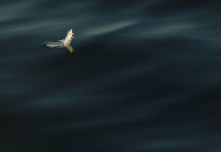 View of bird flying over sea