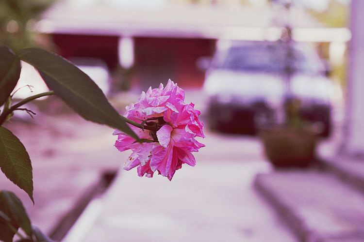 Close-up of pink flowers blooming outdoors