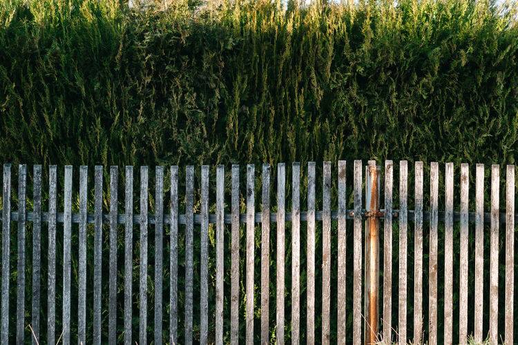 Hedge behind wooden fence