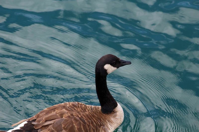 Bird swimming in lake