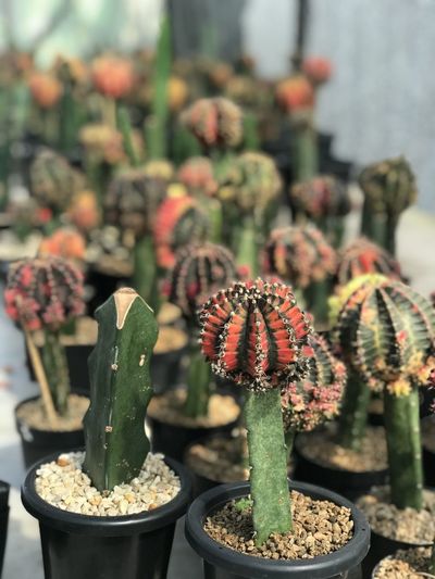 Close-up of succulent plant