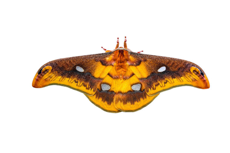 Close-up of butterfly on white background