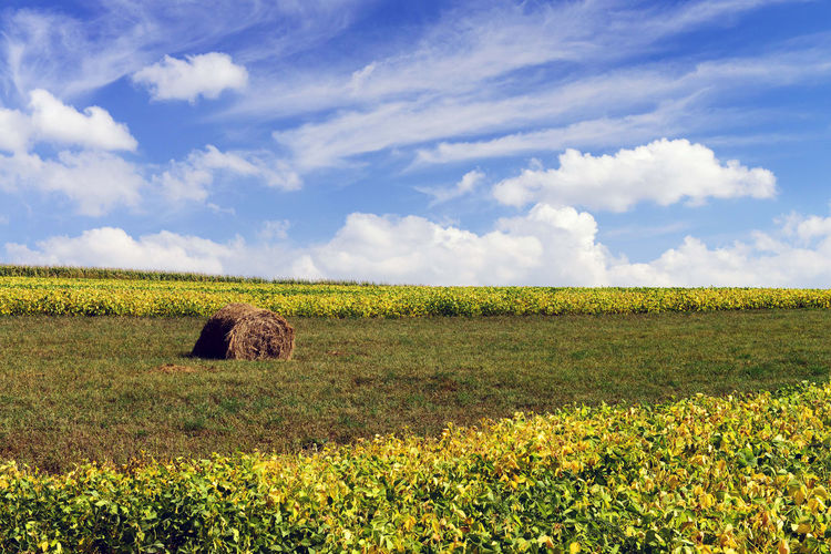 Scenic view of field against sky