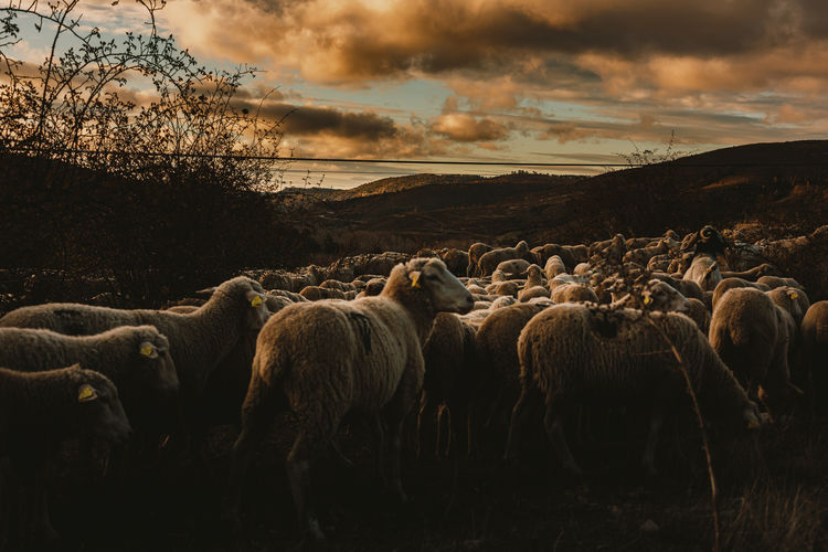 A herd of sheep goes into the mountains at sunset in the alto tajo national park.