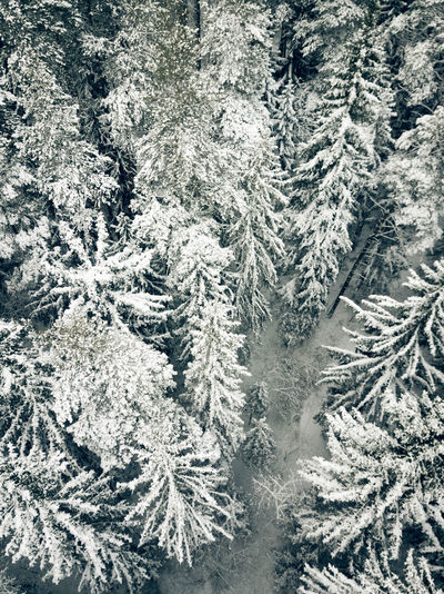 High angle view of pine tree during winter