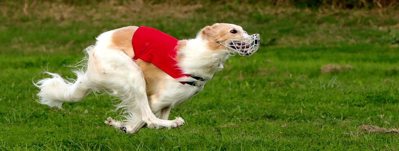 View of a dog running on field