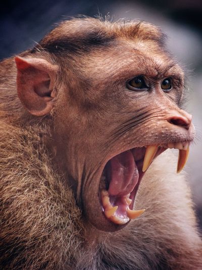 Closfuriousba furious monkey