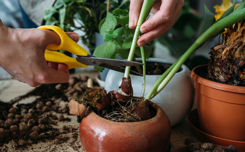 The concept of spring transplanting indoor plants at home.