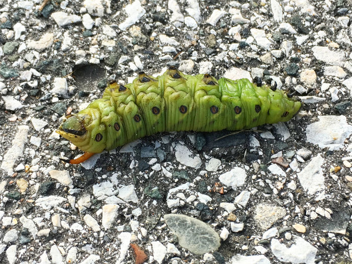 High angle view of caterpillar on a field