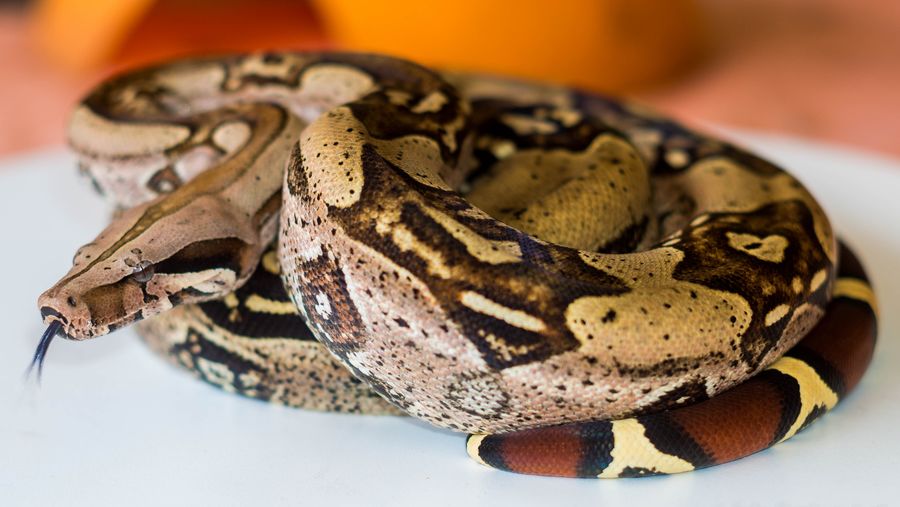 Close-up of snake