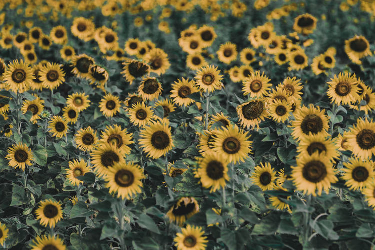 Close-up of sunflower field