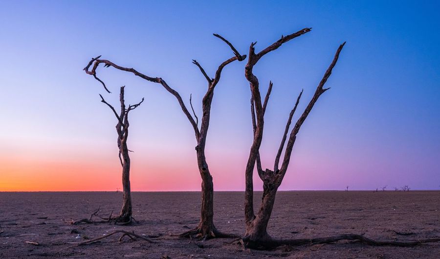 Bare tree on desert against sky during sunset
