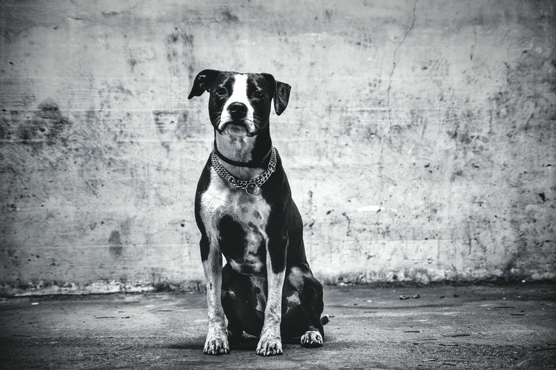 Dogs with dog