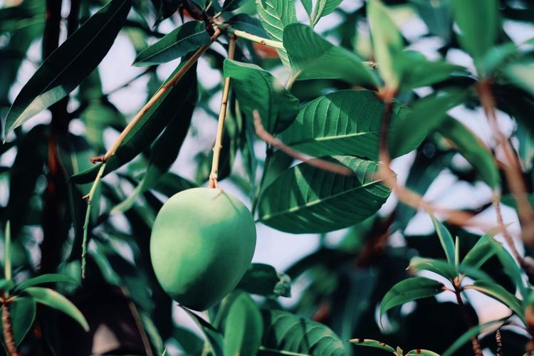 Close-up of unripe mango growing on tree