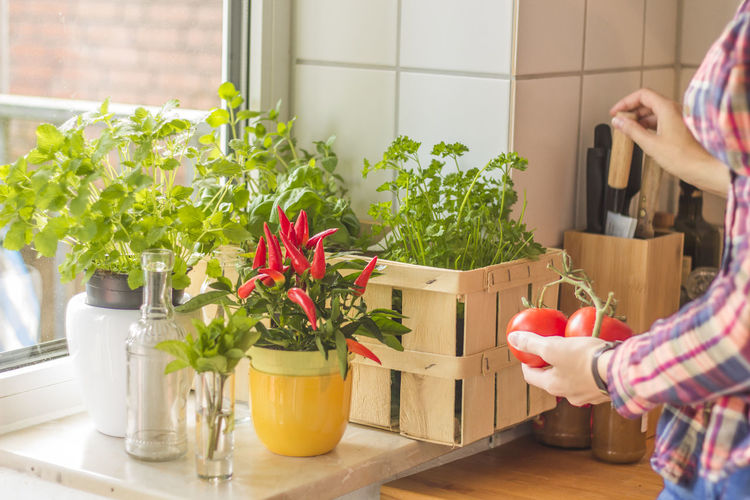 Midsection of woman holding tomatoes by potted plants at home