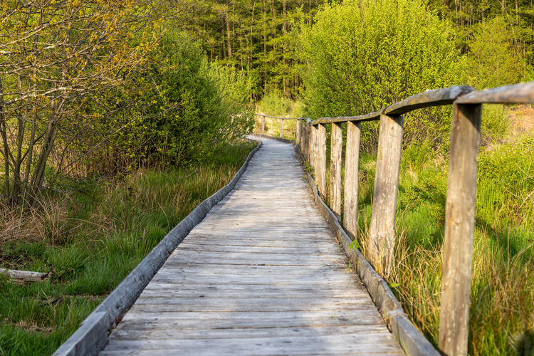 Narrow footbridge along trees in forest