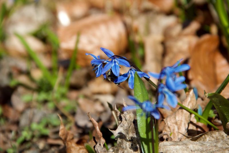 Close-up of blue flower on field