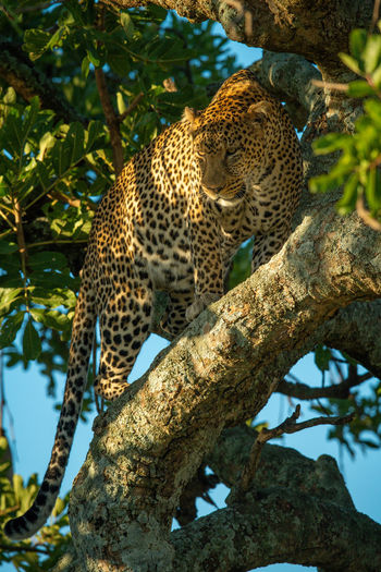 Leopard walks along diagonal branch looking down