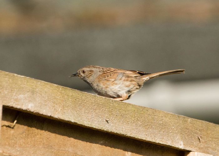 Bird perching on a railing