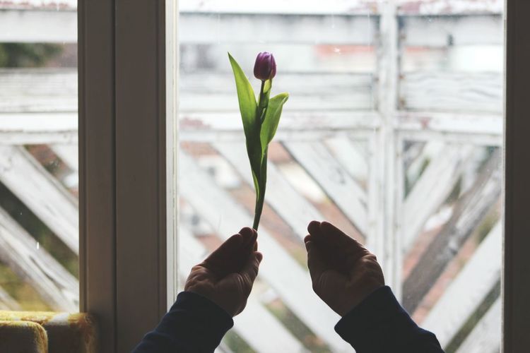 Cropped hand holding tulip at window
