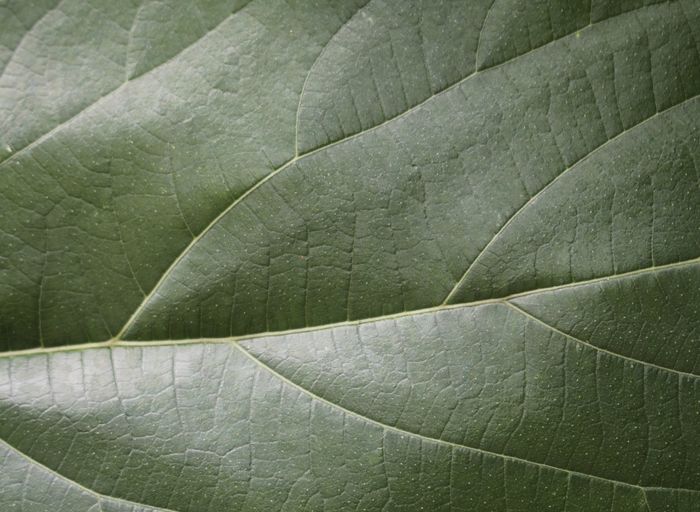 Green leaf texture,nature background