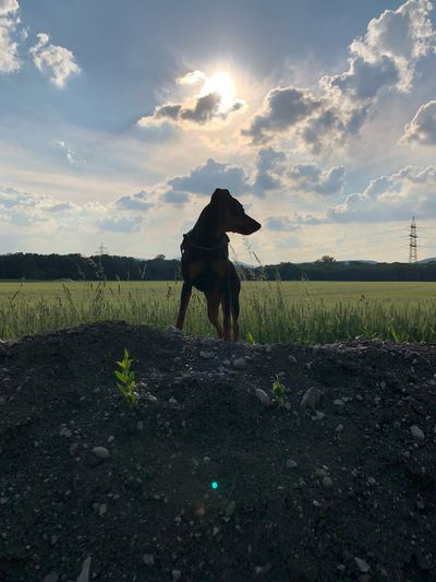 Dog on field during sunset