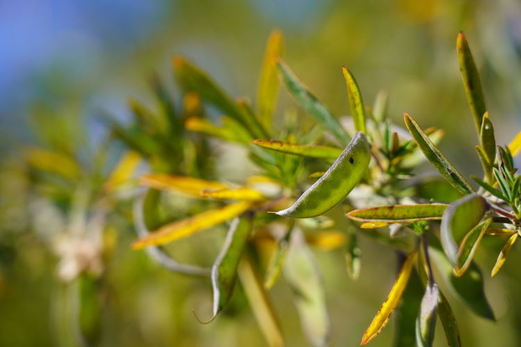 Close-up of fresh yellow plant