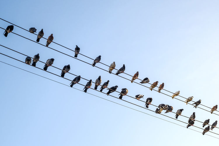 Low angle view of pigeons perching on cable