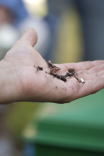 Close-up of worm with dirt on hand