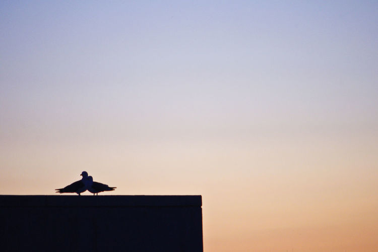 Low angle view of silhouette bird against clear sky