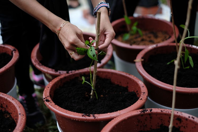 Close-up of hands potting plant