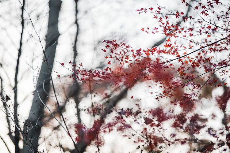 Low angle view of cherry blossom tree during winter