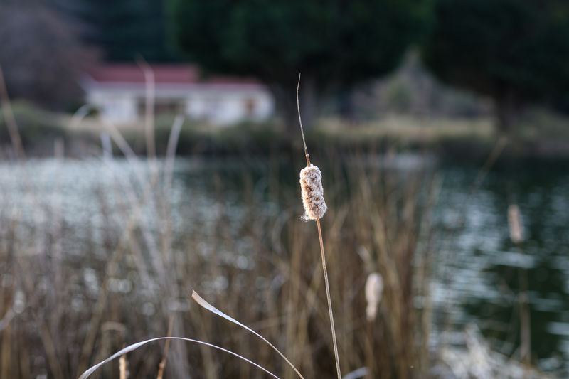 Close-up of reed plant against lake