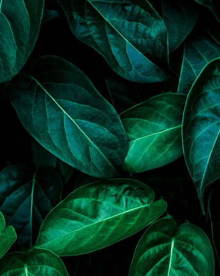 Closeup nature view of green leaf background, dark wallpaper concept.