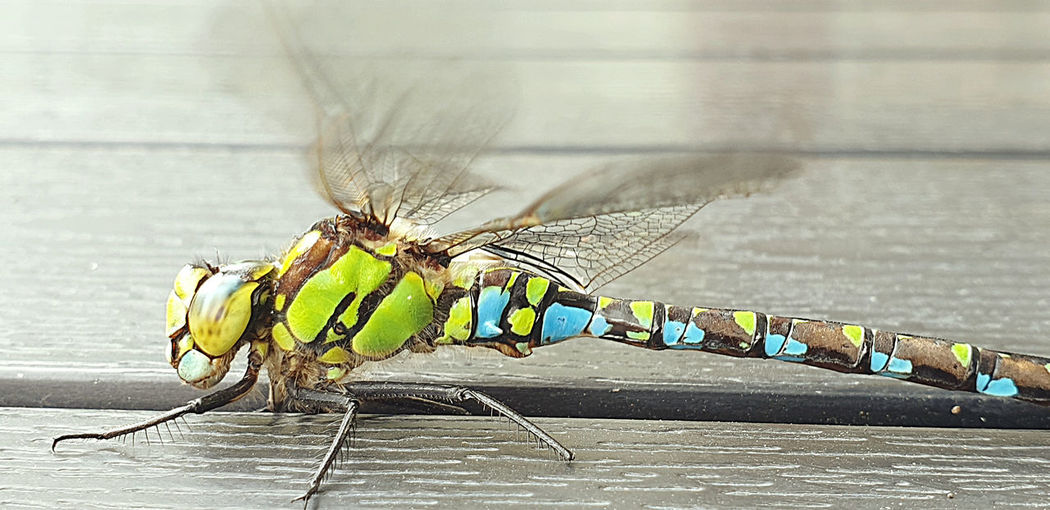 Close-up of dragonfly on table