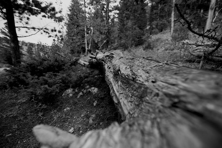Surface level of trees in forest