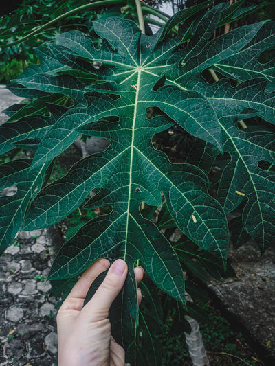 Midsection of person with big green leaves