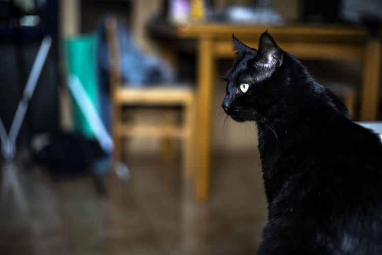 Close-up of black cat looking away at home