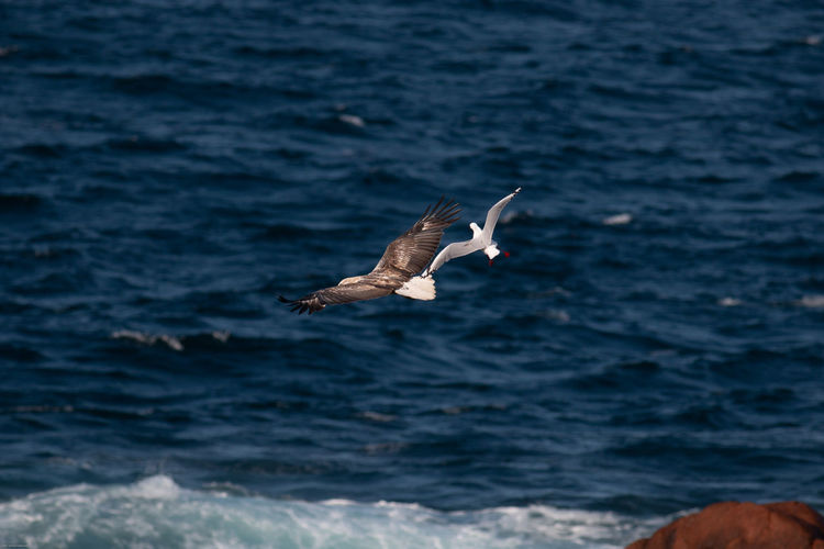 Seagull attacks sea eagle