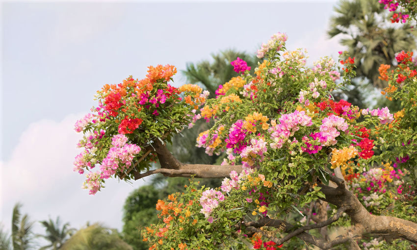 Close-up of pink flowering plants against sky