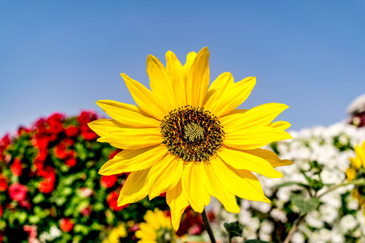 Close-up of sunflower blooming against clear sky