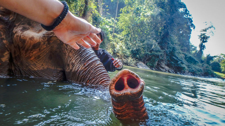 Cropped hand reaching for elephant in river