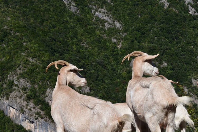 Rear view of two white goats on mountain