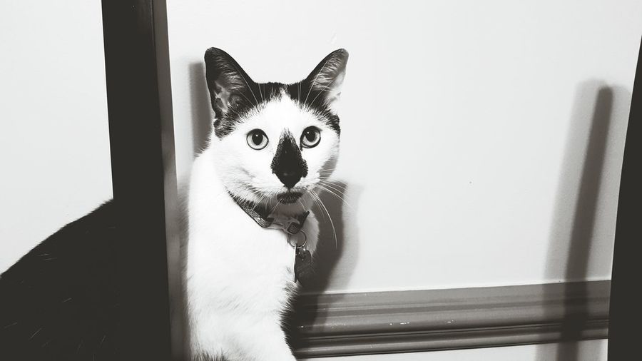 Portrait of cat